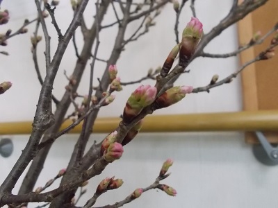 かがやきの丘　通所リハビリ「もうすぐ春！啓翁桜の木に変化が⁉」