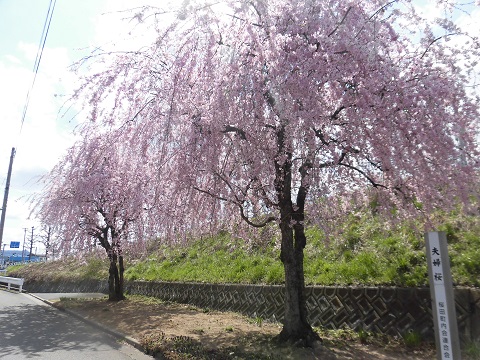 友結　それぞれの桜