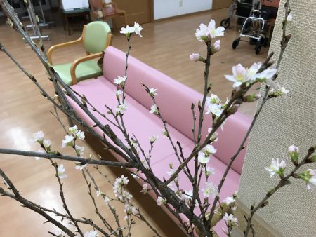 満天の家　～桜咲く咲く小国の春🌸～