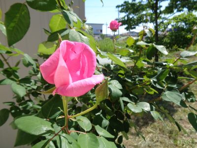 香紅の里　バラ風呂