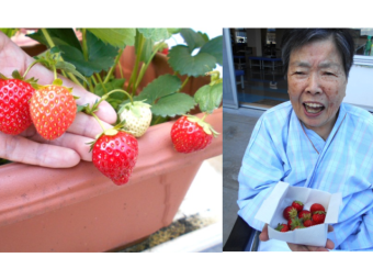 川西湖山病院 リハビリテーション科「苺の成長記録🍓✨」