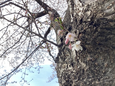 香紅の里　最高なお花見！