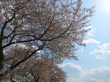 楓の家　桜花見🌸ドライブ